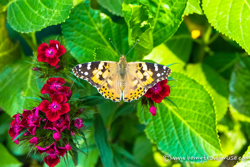annapurna circuit without a guide