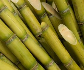 Sugarcane