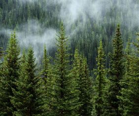 forest
