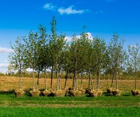 tree planting initiatives