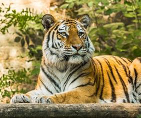 tiger