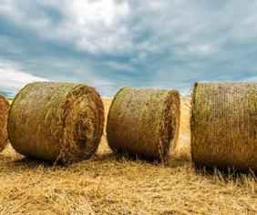 next generation fibers for packaging