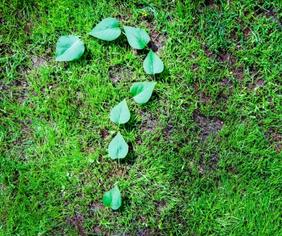 question mark with leaves
