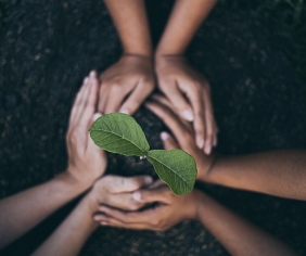 planting
