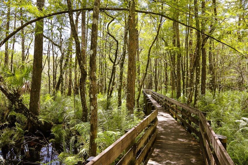 Beautiful green forest in Everglades National Park.