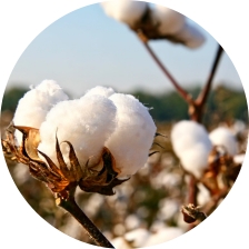 cotton
