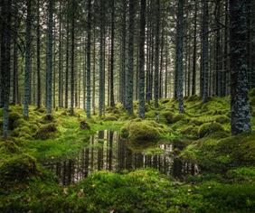 ancient forest