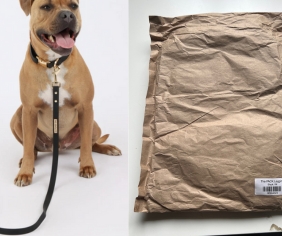 the gentle pit case study